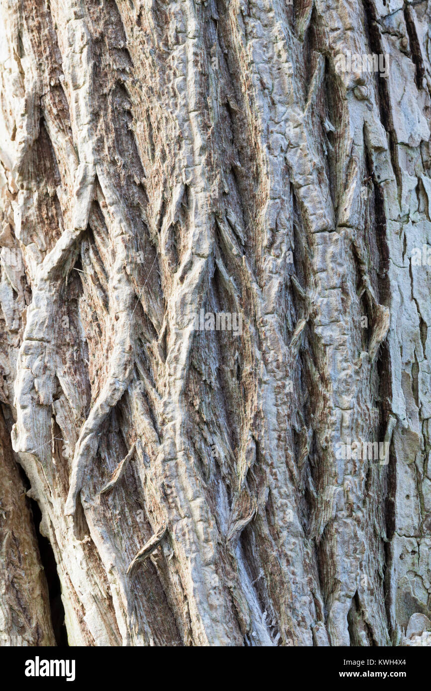 Holunder Busch Rinde Schwarzer Holunder, Rinde, Borke, Stamm, Baumstamm, Holunder, Sambucus ...
