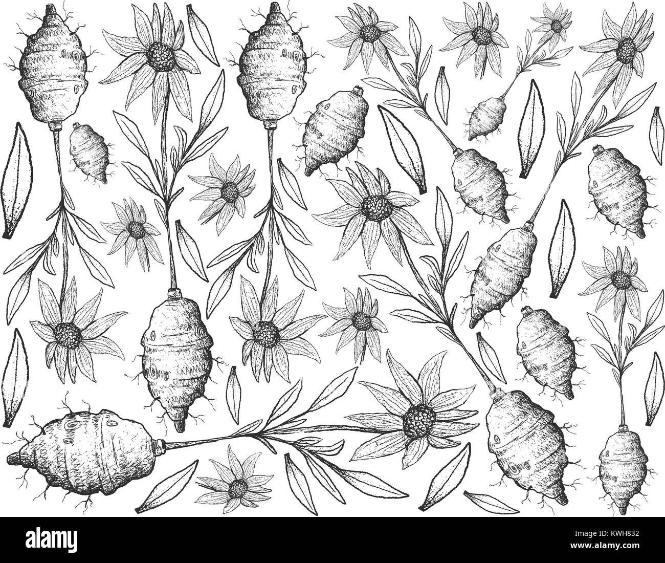 Root und knötchenförmige Gemüse, Illustration Hand gezeichnete Skizze von frischem Topinambur oder Helianthus tuberosus Pflanze isoliert auf weißem Hintergrund. Stock Vektor