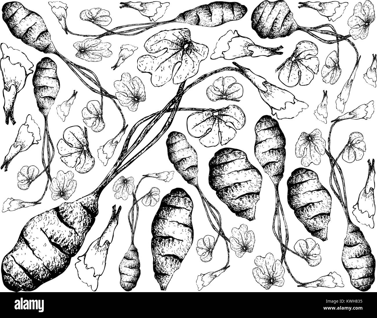 Root und knötchenförmige Gemüse, Illustration Hand gezeichnete Skizze von frischem Mashua oder tropaeolum Tuberosum Pflanze isoliert auf weißem Hintergrund. Stock Vektor