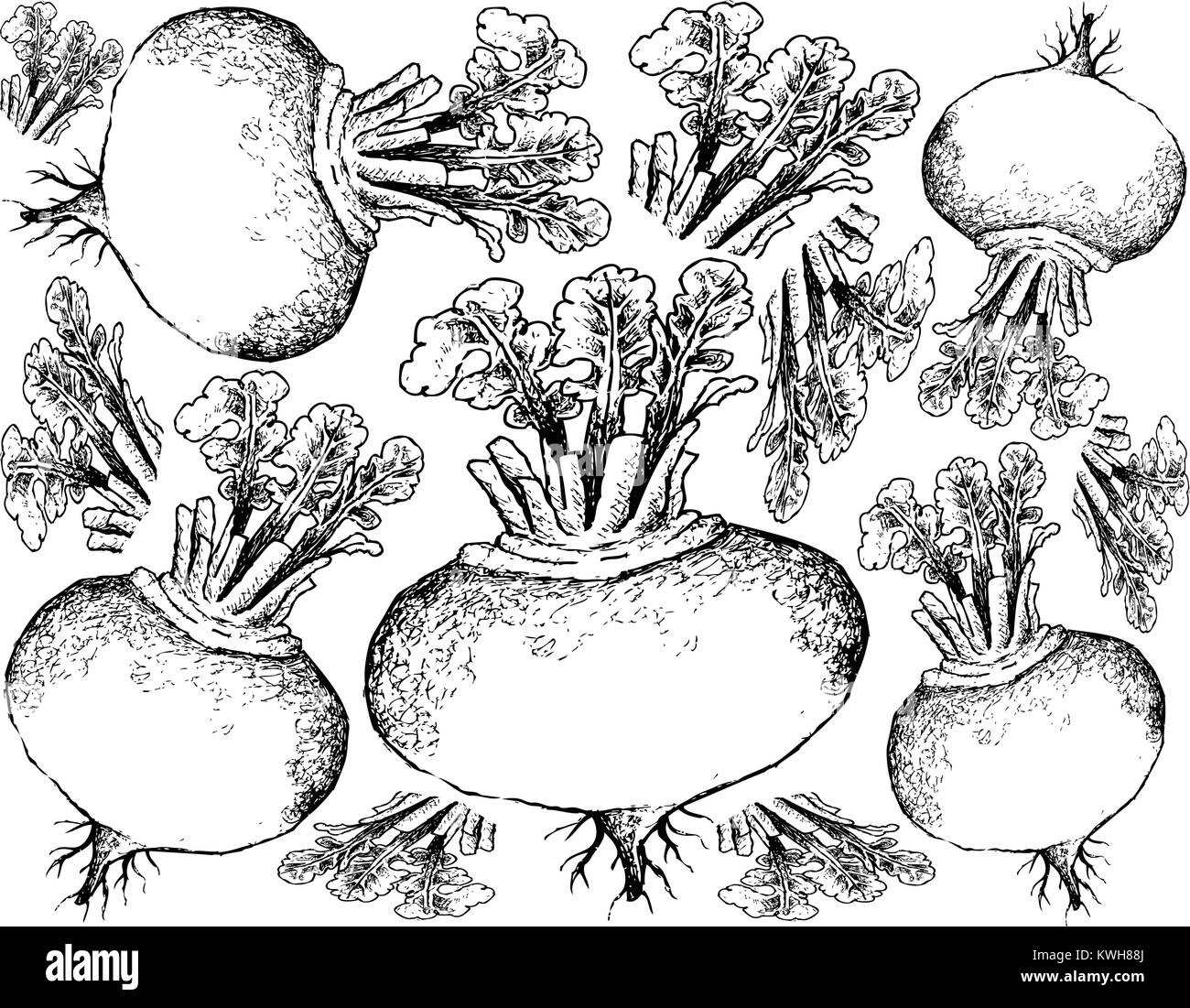 Root und knötchenförmige Gemüse, Illustration Hand gezeichnete Skizze von frischem Lila Rübe oder Brassica rapa Pflanze mit Blättern isoliert auf weißem Hintergrund Stock Vektor
