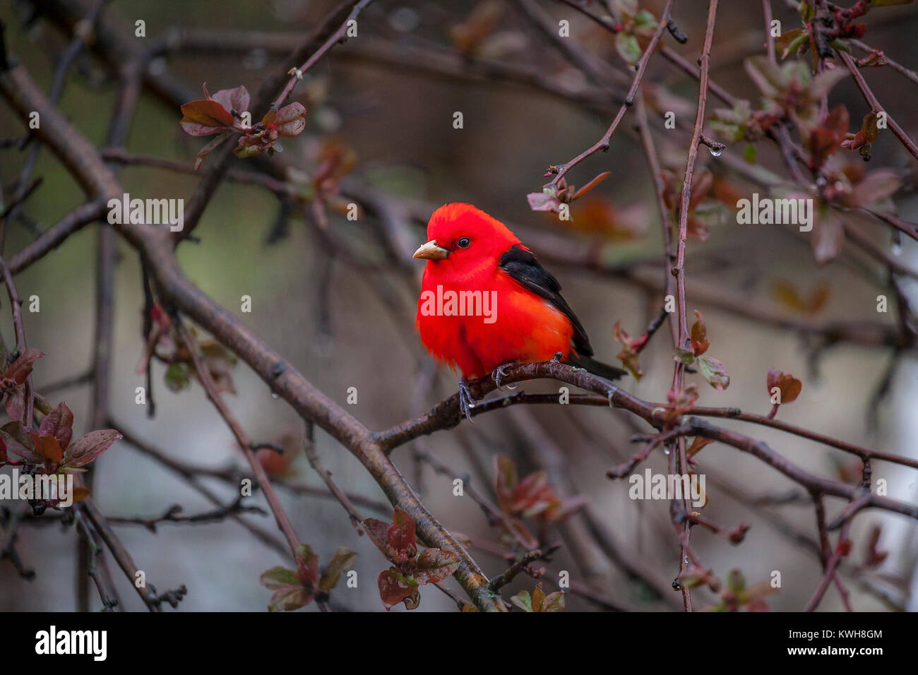 Erwachsene Männchen Scarlet Tanager, Piranga olivacea, in einem Apfelbaum gelegen, ist bekannt für seine leuchtend roten Gefieder und Jet Black Wings. Stockfoto