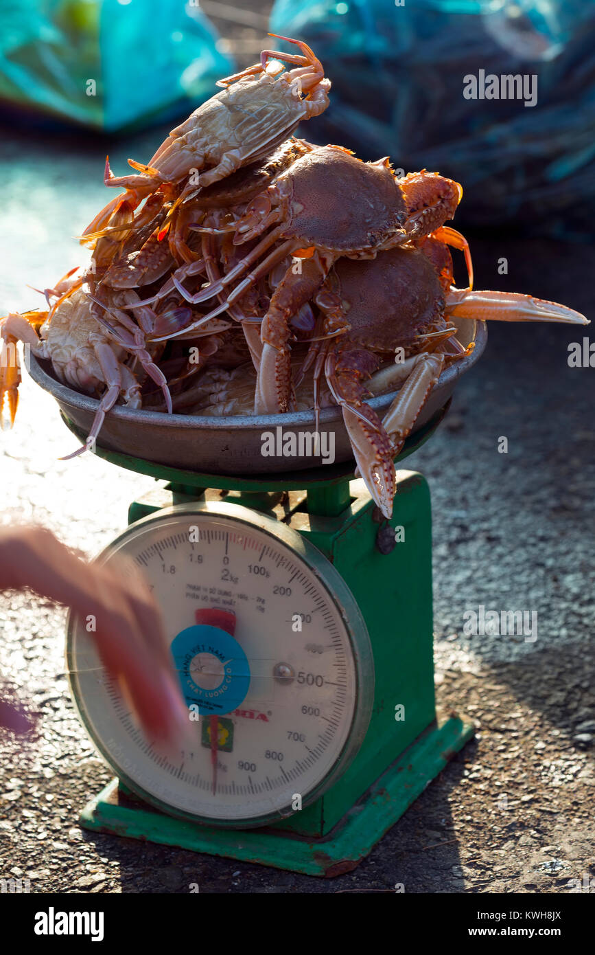 Fischhändler in der Hafenstadt PhanThiet wiegen frisch gefangenen Krabben, Vietnam. Stockfoto