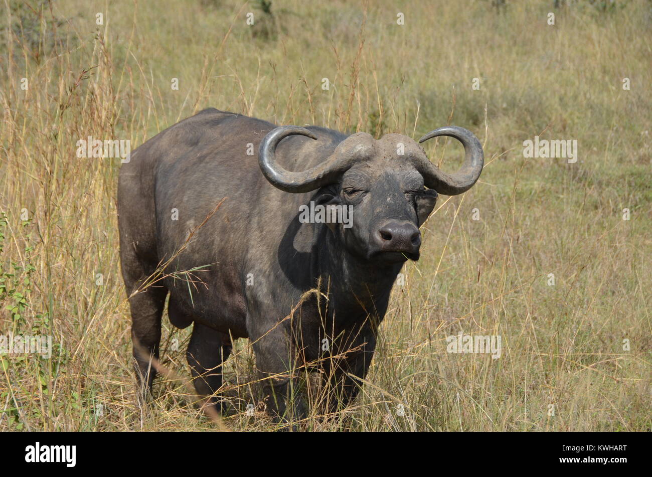 Erwachsenen männlichen afrikanischen Büffel im Nairobi National Park. Die afrikanische Büffel ist ein Mitglied der grossen Spiel fünf Tiere. Stockfoto