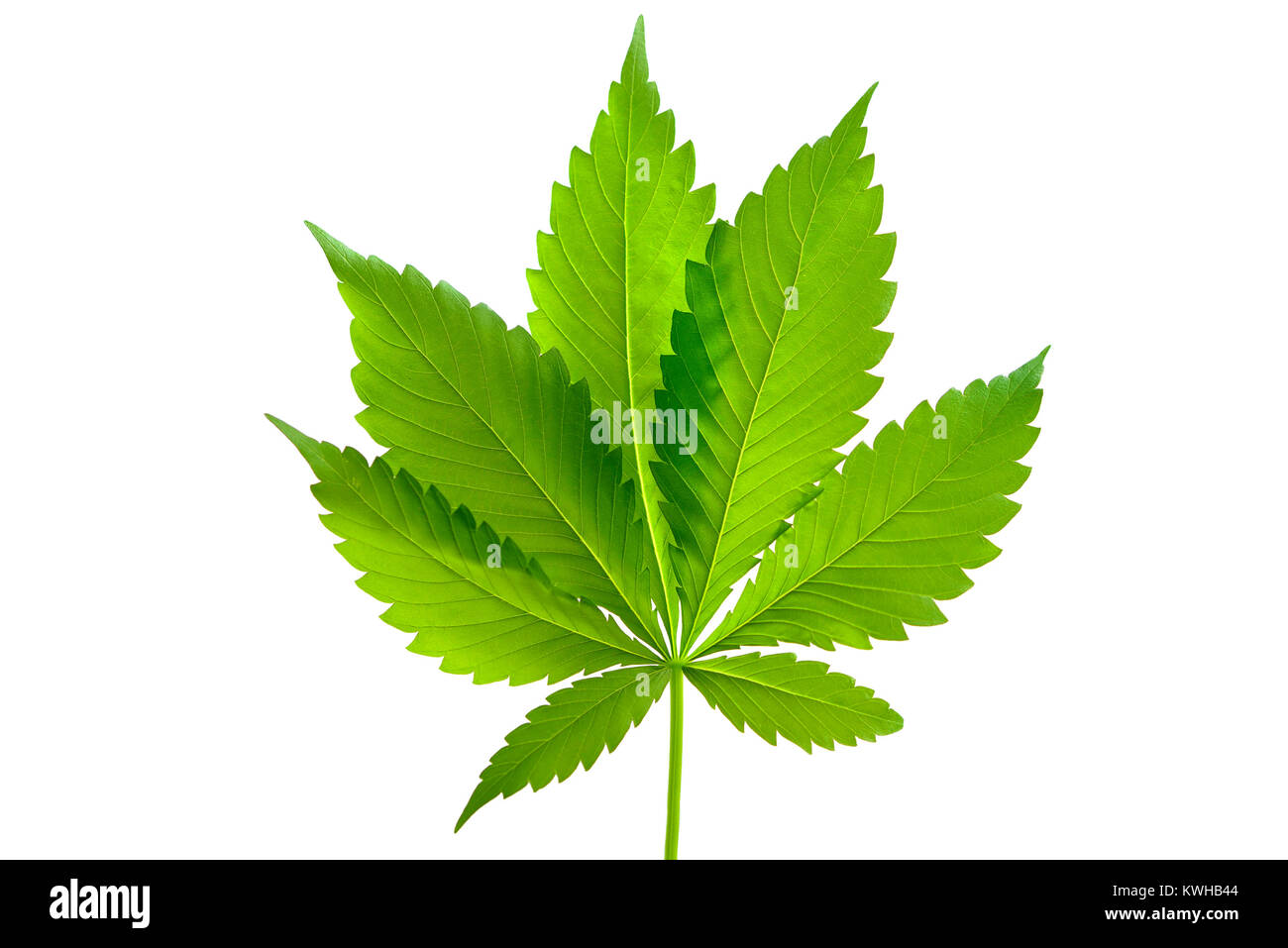 Hanf Cannabis sativa, Hanf (Cannabis sativa) Stockfoto