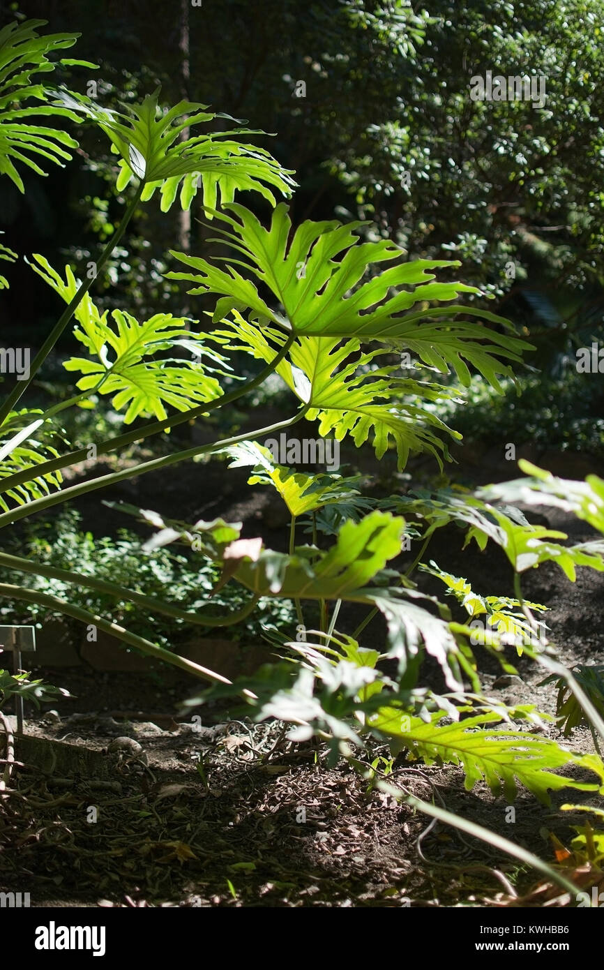 monstera in fish tank Medium Silk Anubias And Monstera Plant