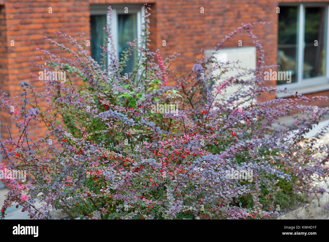 Helle Herbst rote Früchte der gemeinsamen Berberitze in Bratislava, Slowakei. Stockfoto