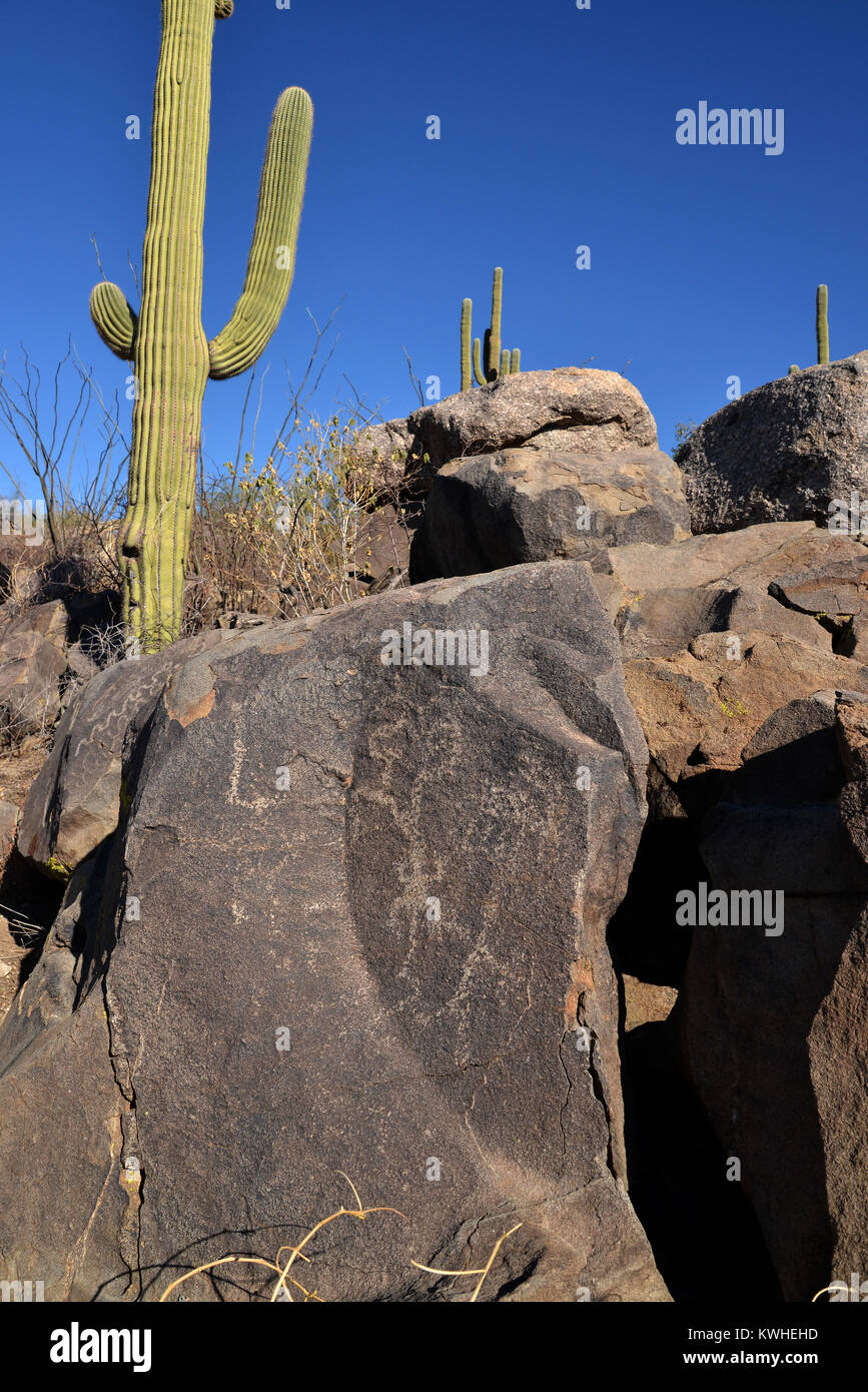 Petroglyphen, die Klapperschlangen wurden in den Felsen von den Einheimischen geätzt, Vorfahren der Tohono O'odham, in den Ausläufern des Santa Catalina M Stockfoto