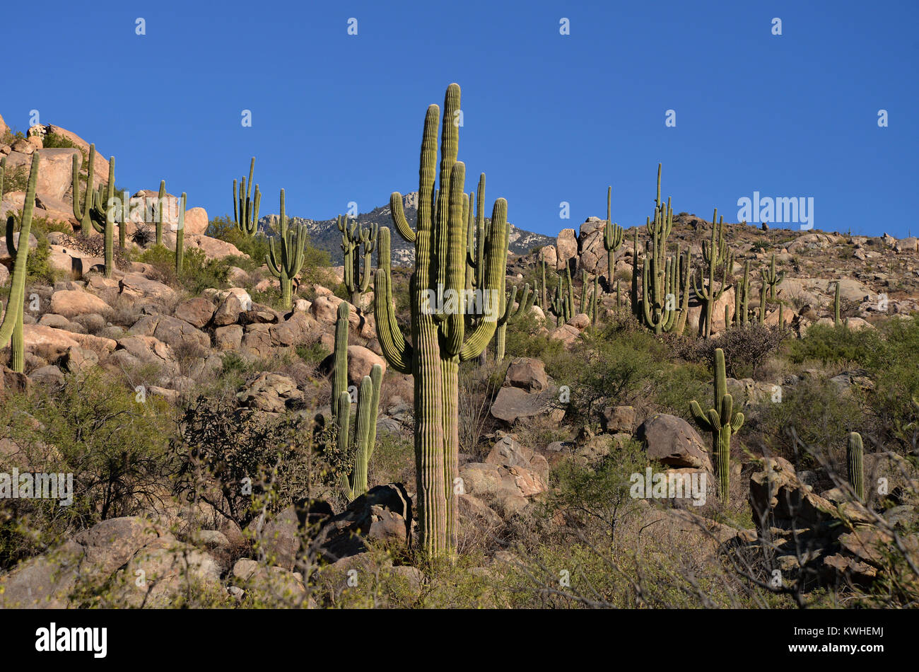 Saguaro Kaktus, (Carnegiea gigantea), wachsen in den Ausläufern des Santa Catalina Mountains, ein Wald bedeckt Sky Island, in den vielfältigen eco System von Stockfoto