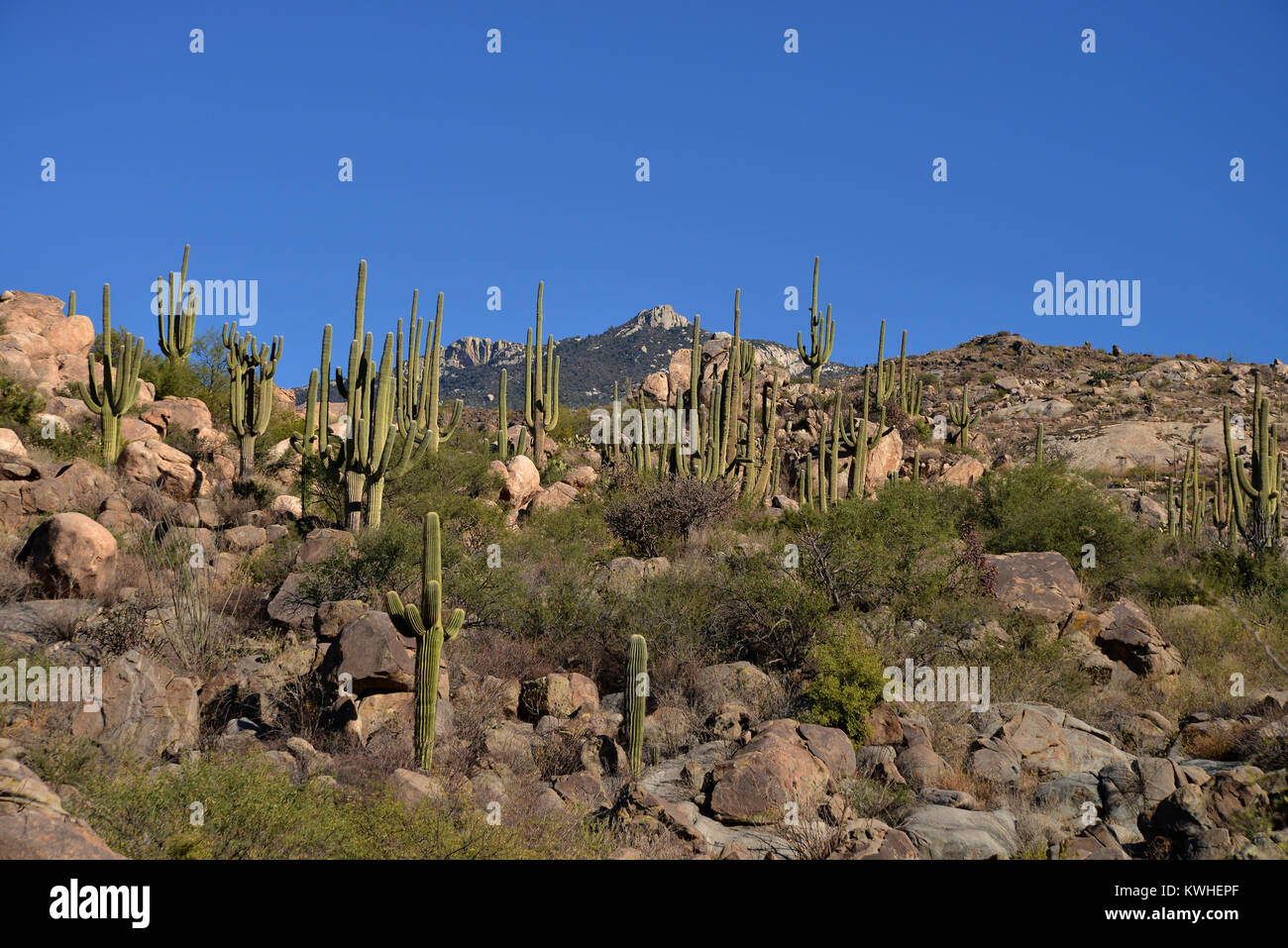 Saguaro Kaktus, (Carnegiea gigantea), wachsen in den Ausläufern des Santa Catalina Mountains, ein Wald bedeckt Sky Island, in den vielfältigen eco System von Stockfoto