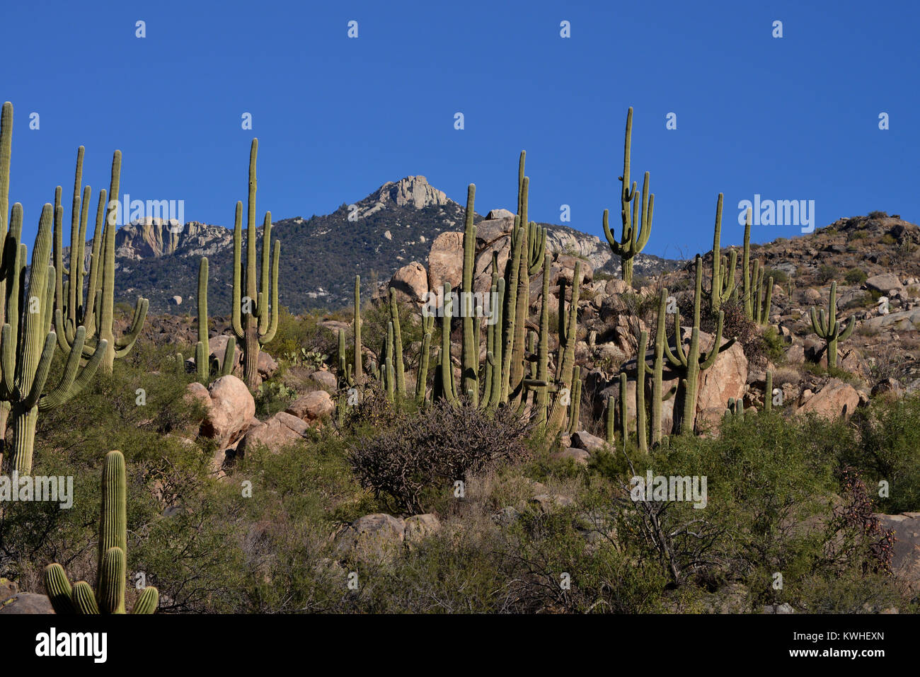 Saguaro Kaktus, (Carnegiea gigantea), wachsen in den Ausläufern des Santa Catalina Mountains, ein Wald bedeckt Sky Island, in den vielfältigen eco System von Stockfoto