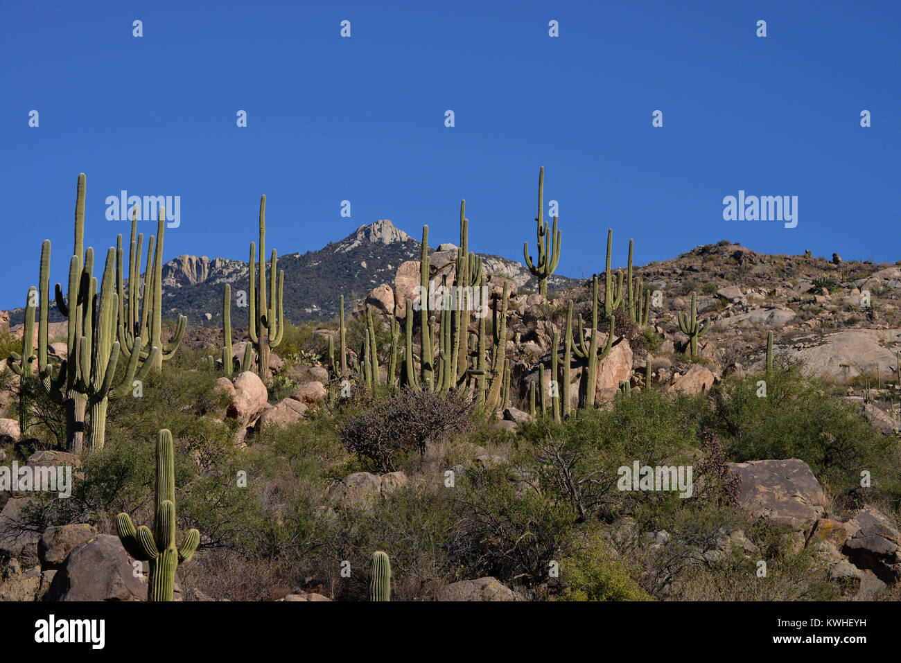 Saguaro Kaktus, (Carnegiea gigantea), wachsen in den Ausläufern des Santa Catalina Mountains, ein Wald bedeckt Sky Island, in den vielfältigen eco System von Stockfoto