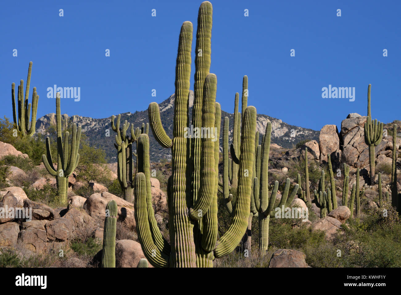 Saguaro Kaktus, (Carnegiea gigantea), wachsen in den Ausläufern des Santa Catalina Mountains, ein Wald bedeckt Sky Island, in den vielfältigen eco System von Stockfoto