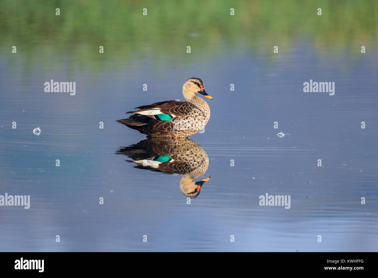 Die Indische spot-billed Duck ist eine große Dabbling Duck, das ist ein nicht-wandernden Zucht Ente in Süßwasser-Feuchtgebiete im indischen Subkontinent. Stockfoto