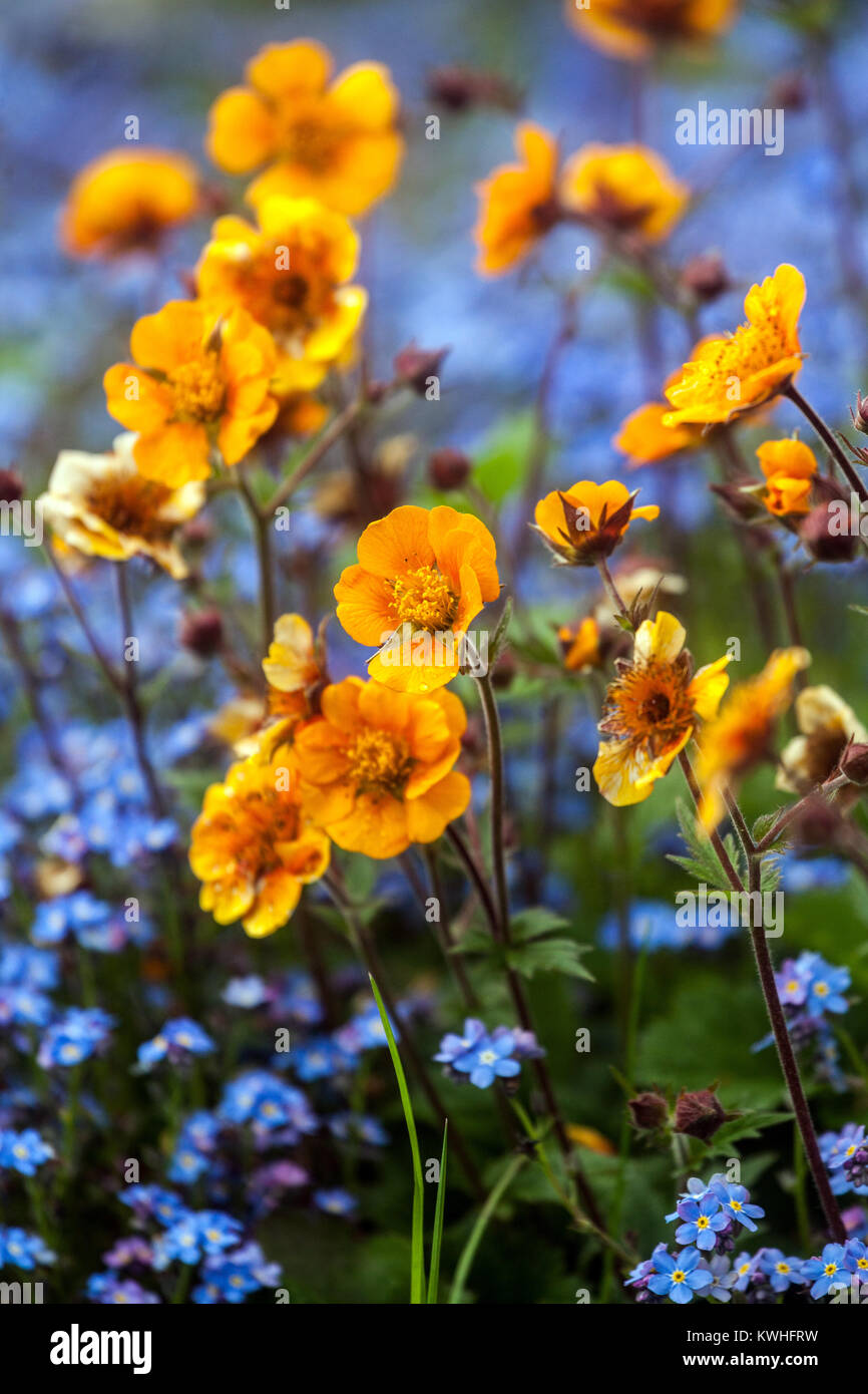 Orange geum chilolense " Dolly North ", Myosotis, blauer orangefarbener Blumenrand Stockfoto