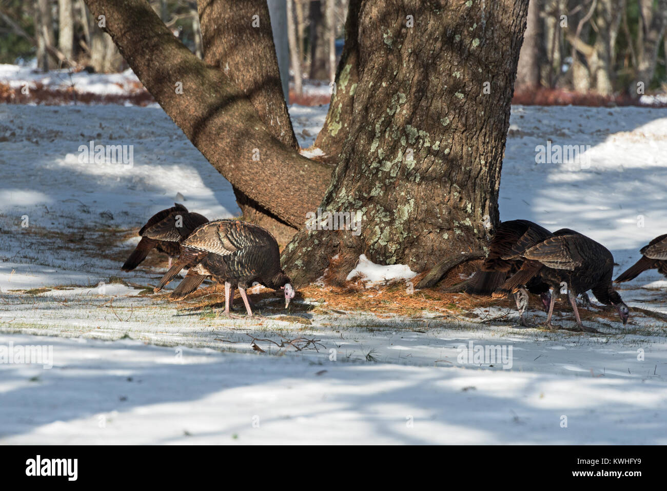 Wilde Truthähne nahrungssuche unter Pinien, Bar Harbor, Maine Stockfoto