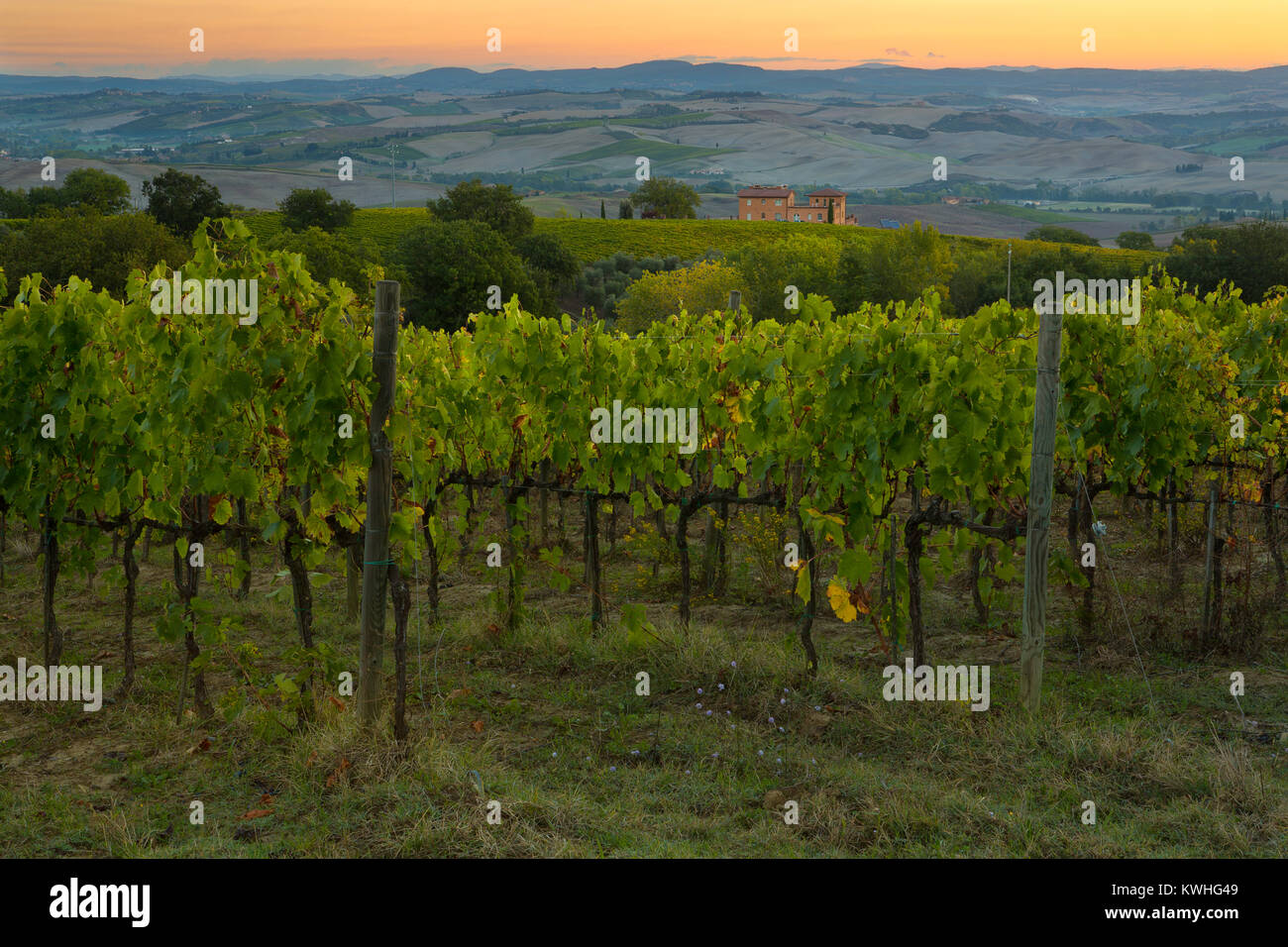Weinberge und Villen in der Nähe der Stadt Montalcino in der Toskana, Italien Stockfoto