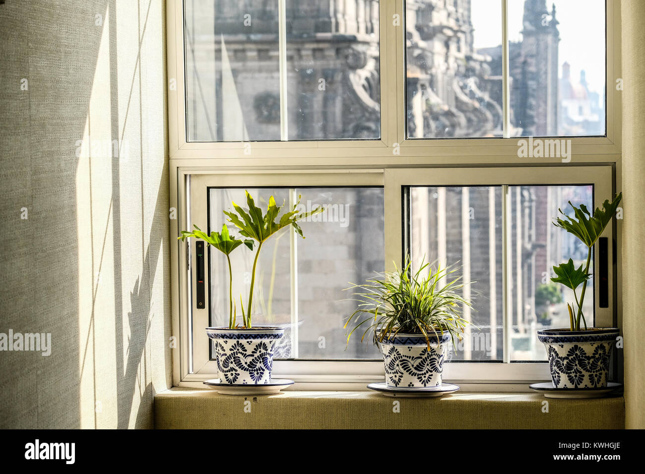 Grüne Pflanzen auf der Fensterbank mit Mexiko City Metropolitan