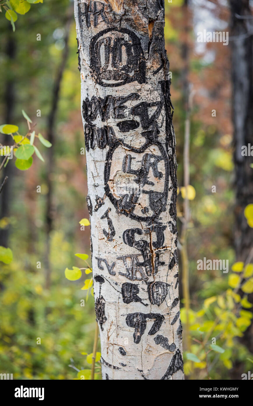 Romantische Herzen und Initialen in Rinde von Aspen in Colorado geschnitzt Stockfoto