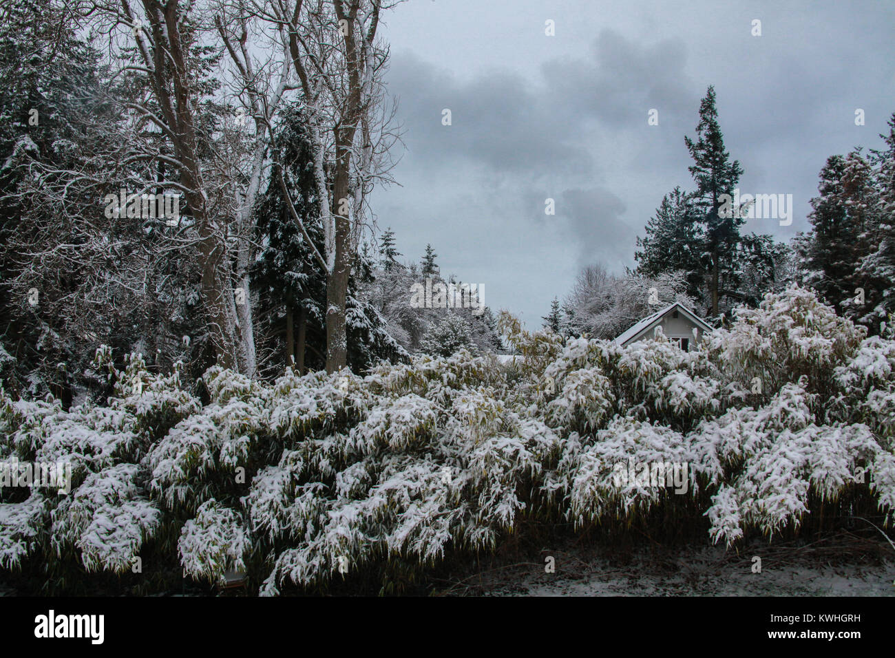 Der Wald ist mit Schnee gefüllt Fallen Tree Tops auf einem weißen Weihnachten Morgen im pazifischen Nordwesten Stockfoto