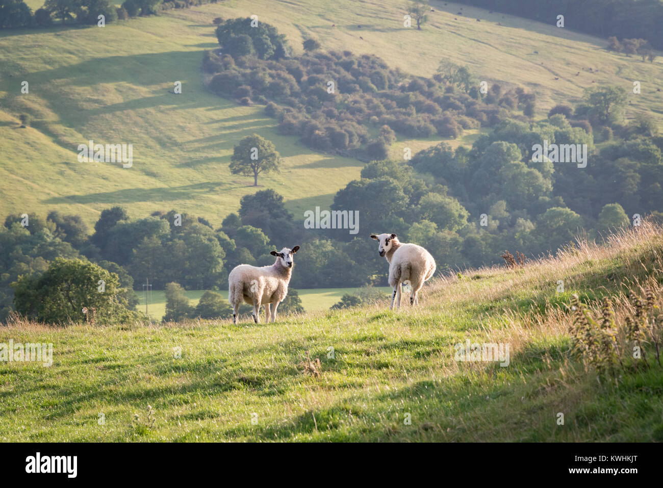 Erschrocken Schafe auf einem Hügel in Dovedale im Peak District, England, Großbritannien Stockfoto