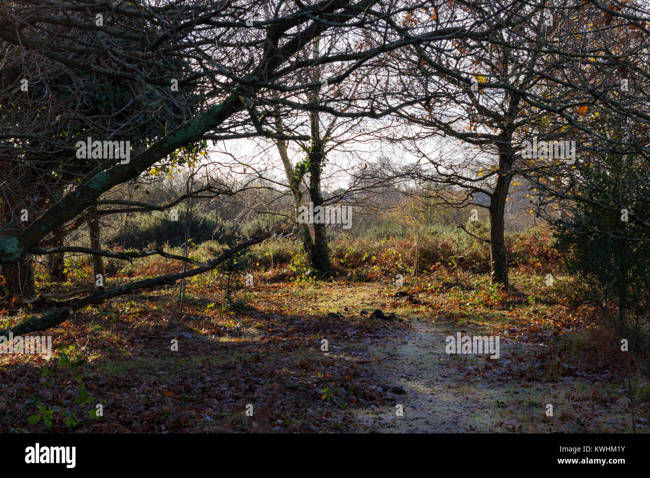 Winter Wald auf Turbary Gemeinsame, Dorset, Großbritannien Stockfoto
