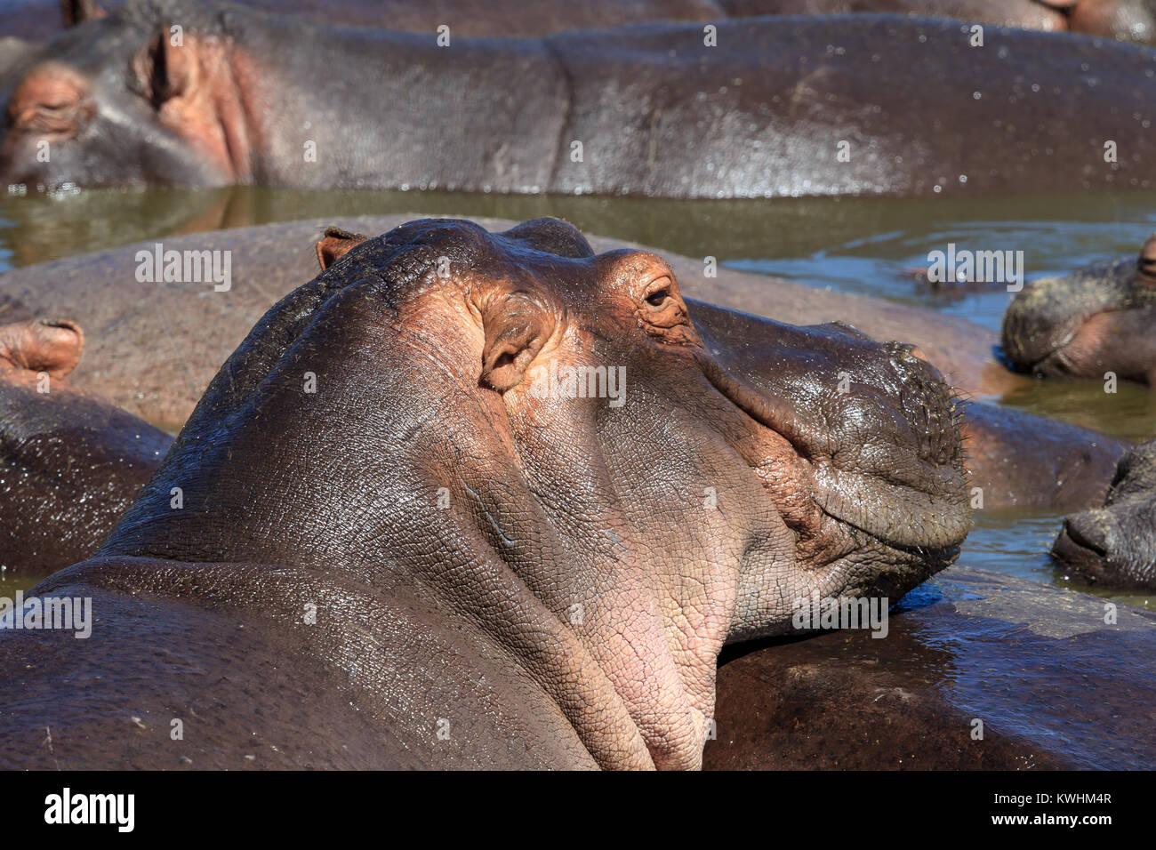 Die gemeinsame Flusspferd oder nilpferd, ist eine große, reine Pflanzenfresser, semiaquatic Säugetier beheimatet in Afrika südlich der Sahara Stockfoto