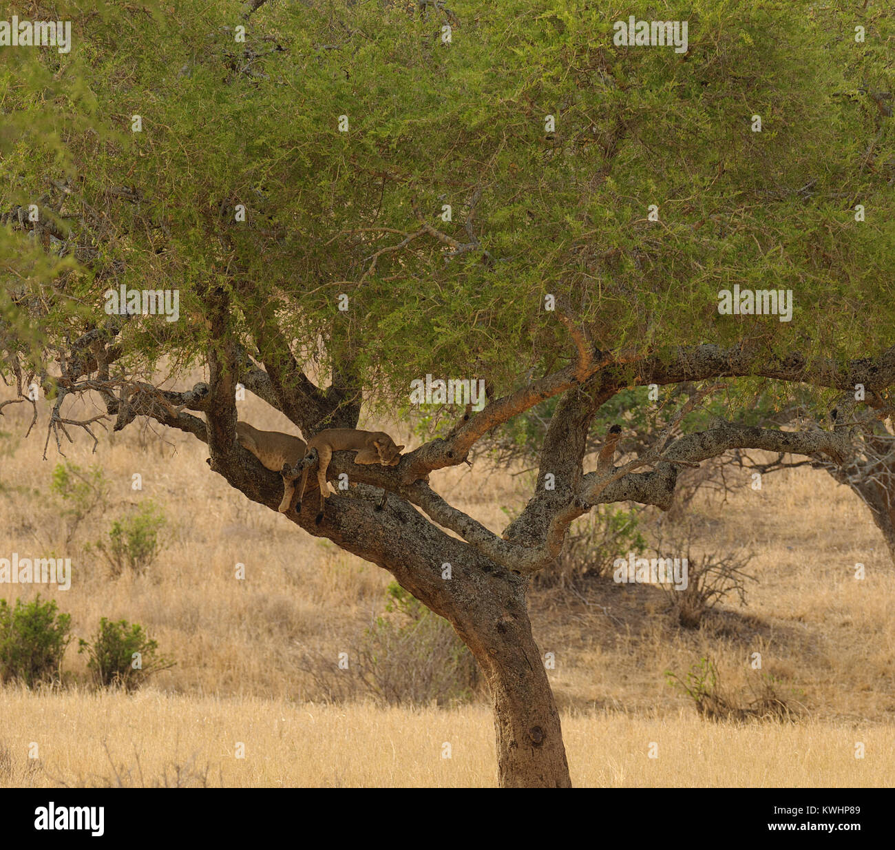 Der löwinnen schläft oben in einem Baum im Tarangire Nationalpark, Tansania Stockfoto