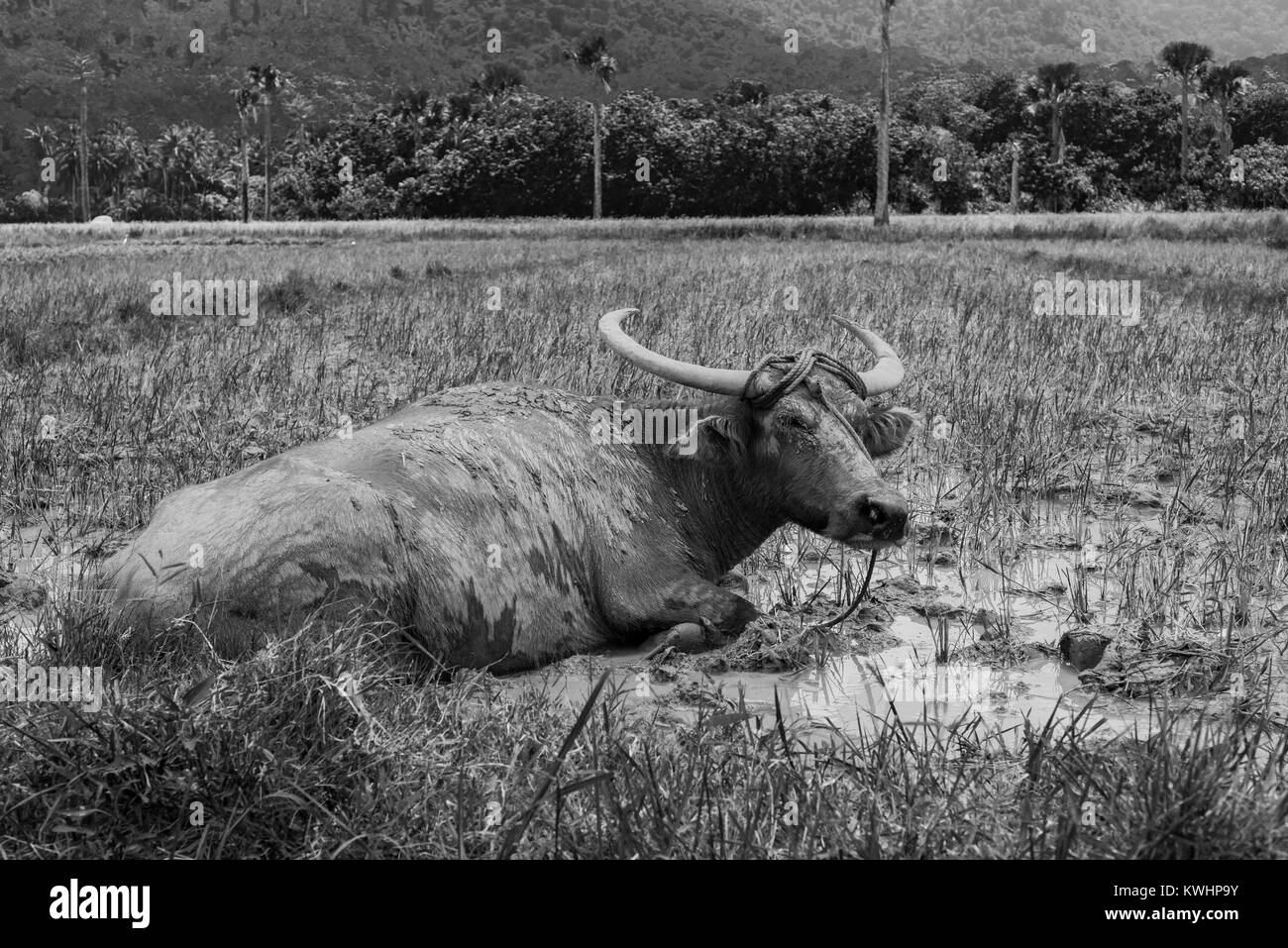 Wasser buffalow Entspannen im Schlamm in einem Reisfeld Stockfoto