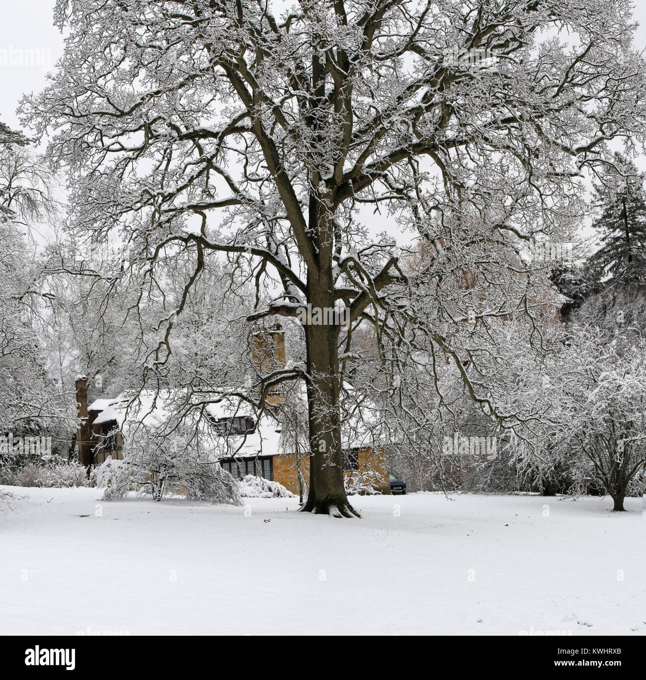 Reetdachhaus und Winter Bäume im Schnee im Dezember bei Batsford Arboretum, Cotswolds, Moreton-in-Marsh, Gloucestershire, England Stockfoto
