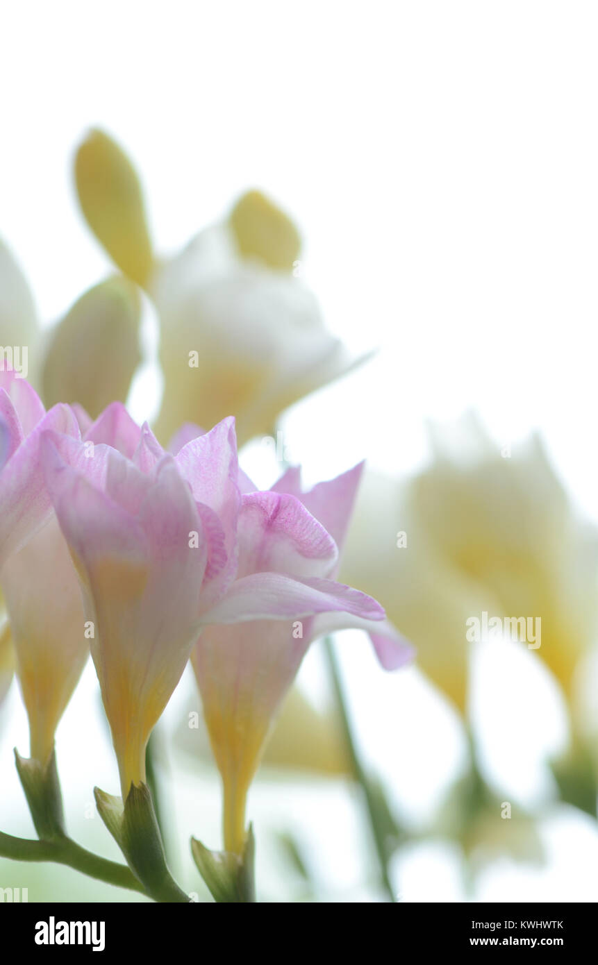 Gemischte fresias Stockfoto