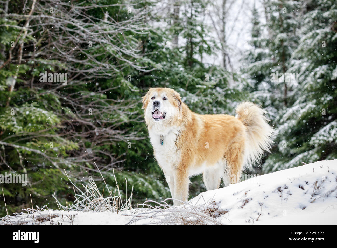 Großer gemischter Rasse Hund an einem Wintertag, Ontario, Kanada. Stockfoto