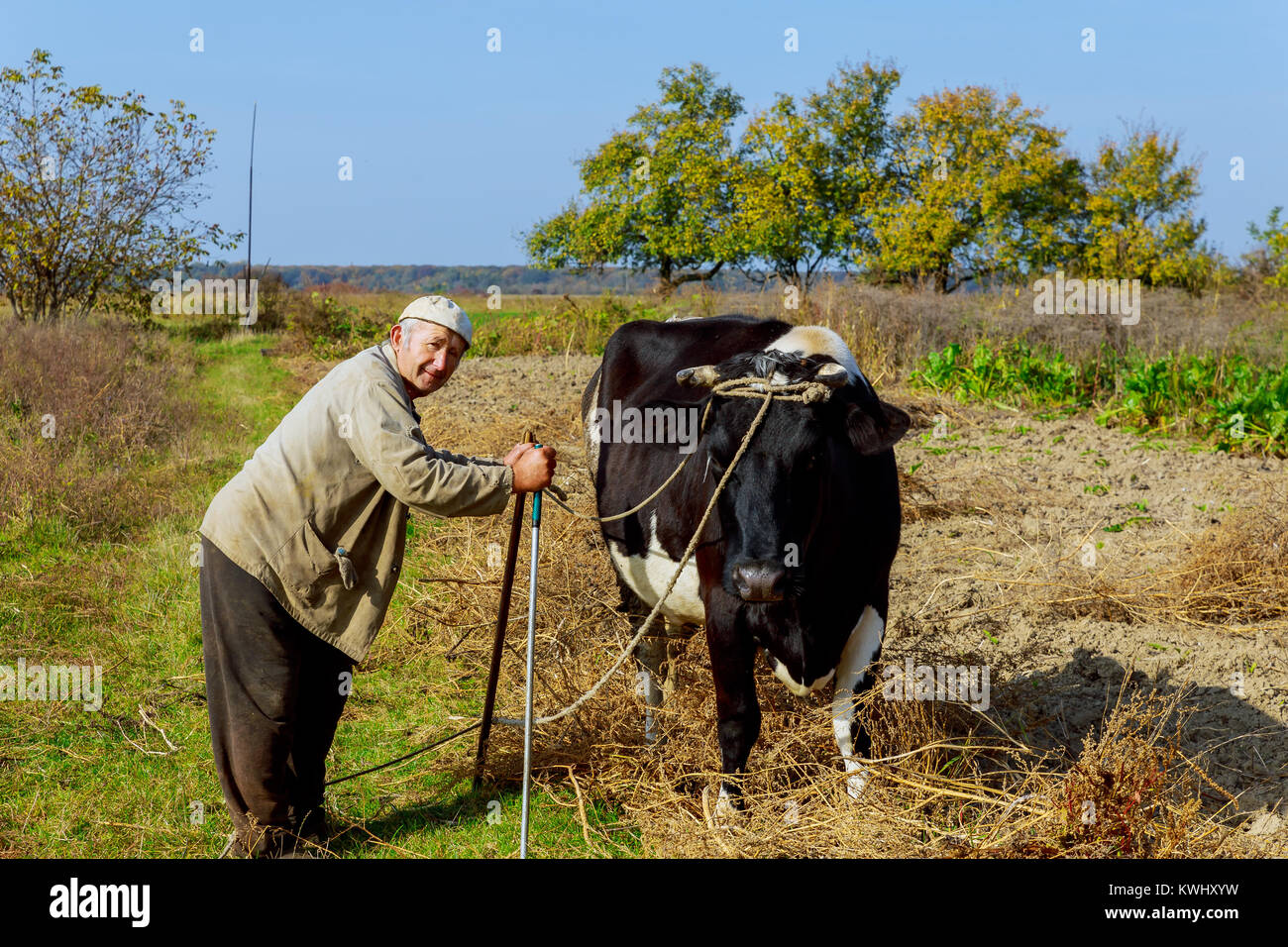 Ein Bauer Rassen und Kühe seine Kuh in der Natur nach alten Traditionen. Der Züchter fühlt sich jeden Morgen frische Milch und ausgezeichnete Qualität zu haben. Stockfoto