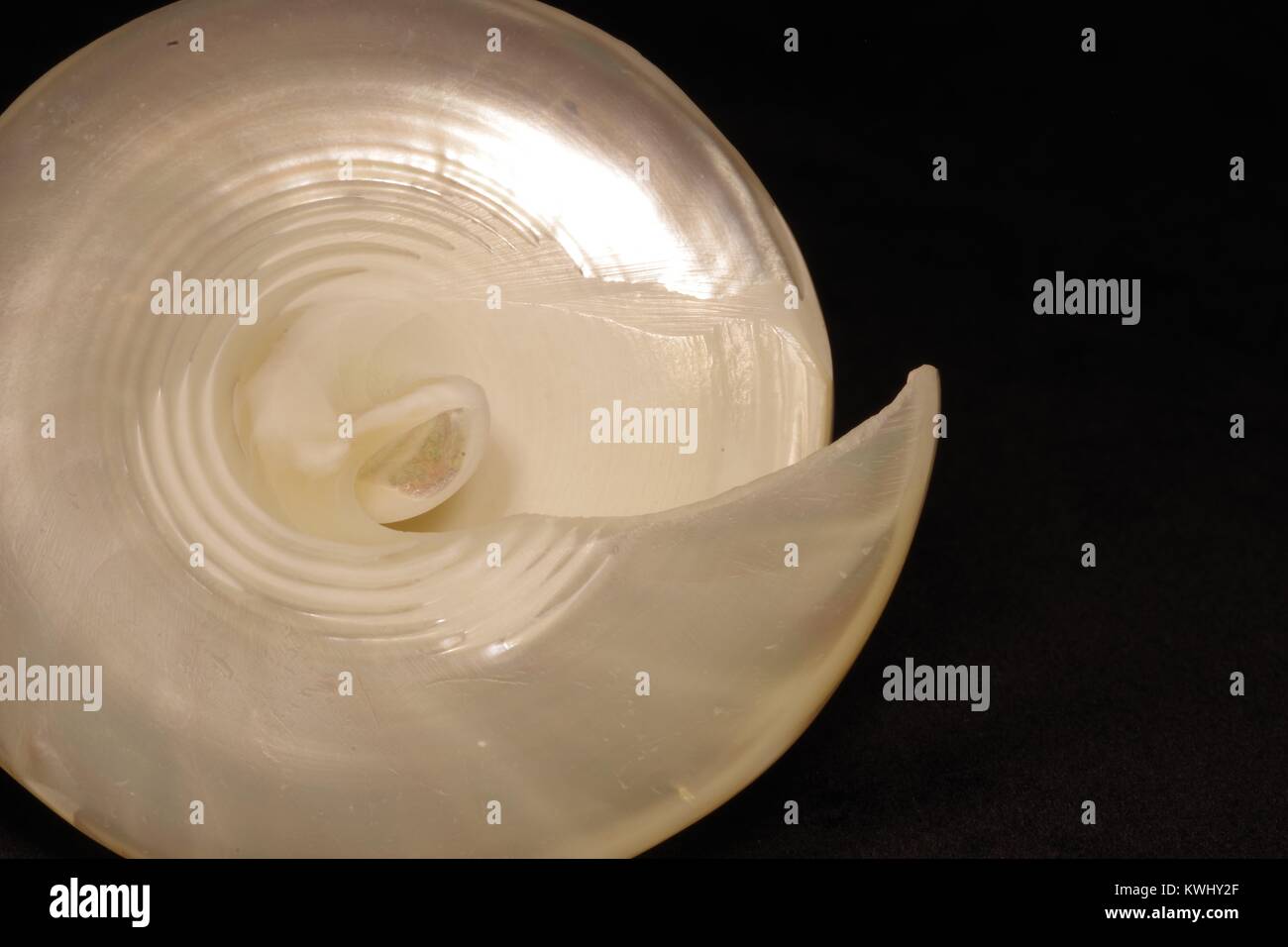 Ciut durch eine Muschel, die spiralförmige Struktur. Stockfoto