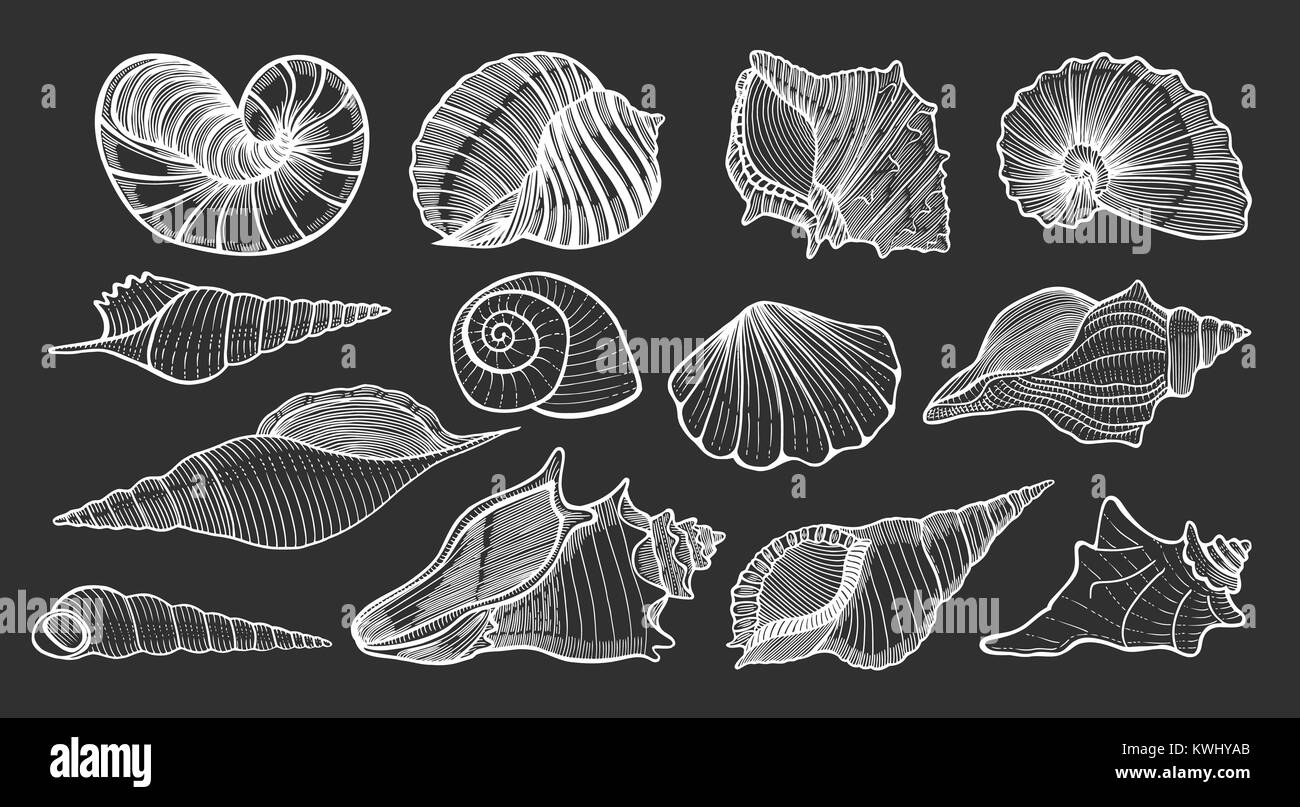 Satz von verschiedenen schönen Muschel Muscheln, Skizze stil Abbildung auf schwarzen Hintergrund isoliert. Realistische hand Zeichnung von Muscheln wie Conch, k Stock Vektor