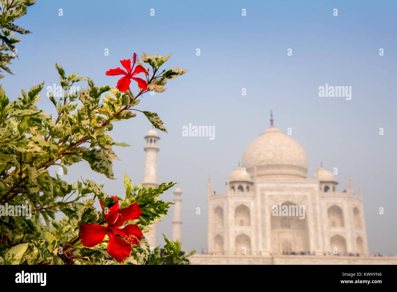 Das Taj Mahal, Agra, Indien. Der Moghul-Kaiser Shah Jahan, das mausoleum Häuser Grab seiner Frau gebaut Stockfoto