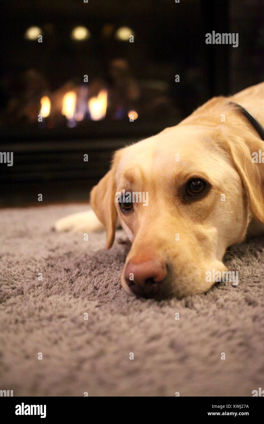 Labrador Hund liegend vor einem Kamin im Winter zu warm Stockfoto