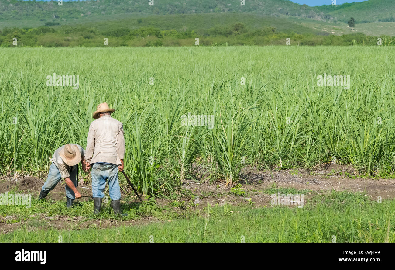 Kubanische Feld Landwirt auf das Zuckerrohr Feld während der Ernte in Santa Clara in Kuba - Serie Kuba Reportage Stockfoto