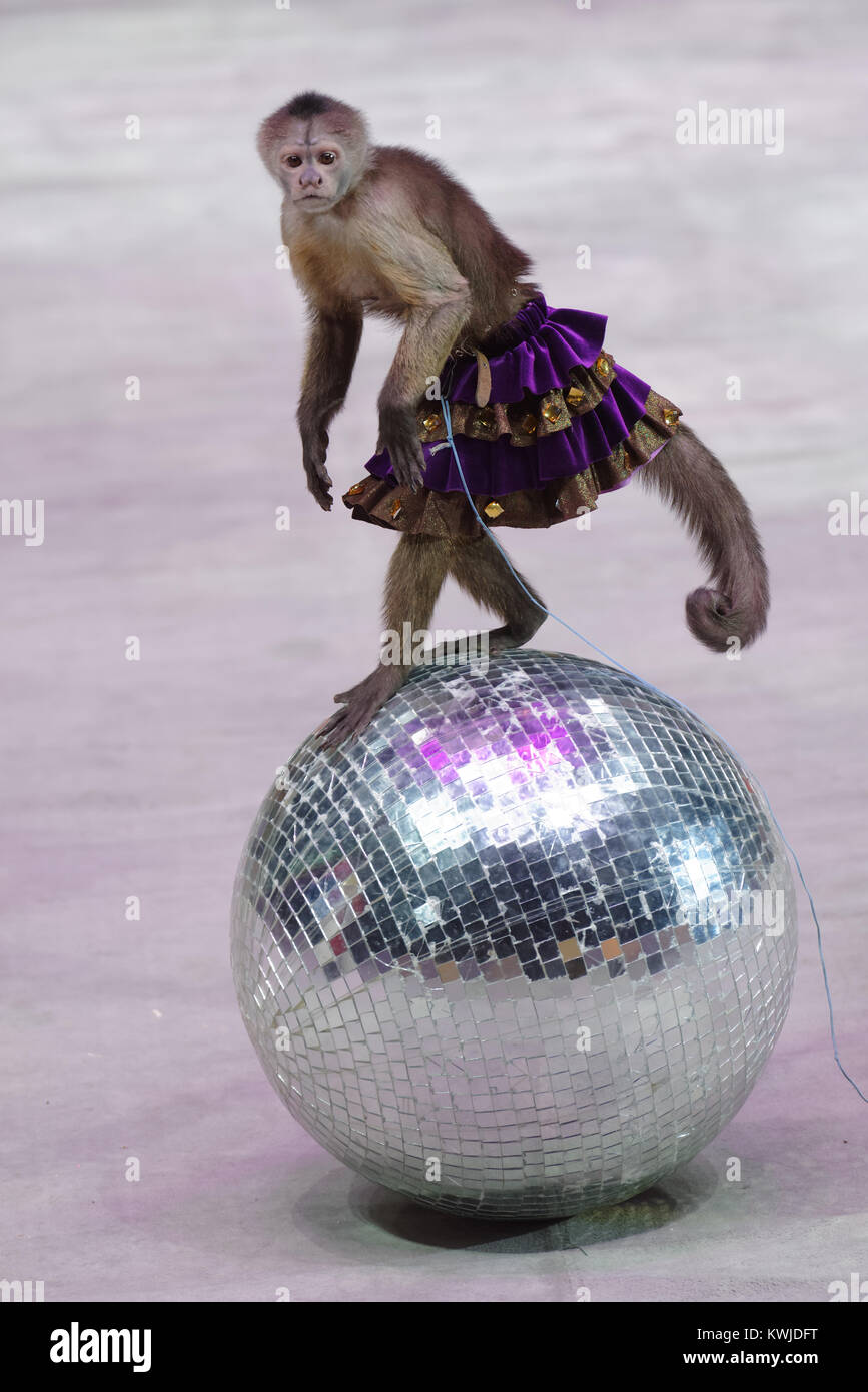 Trainierten Affen in der Premiere des Circus show Snow Queen von großen Moskauer Zirkus Stockfoto