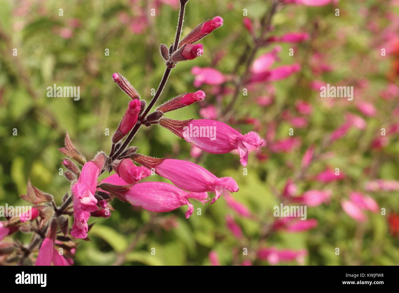 Salvia involucrata" Bethellii", auch genannt Roseleaf Salbei, in der Blume in einem späten Sommer Garten Grenze - September, Großbritannien Stockfoto