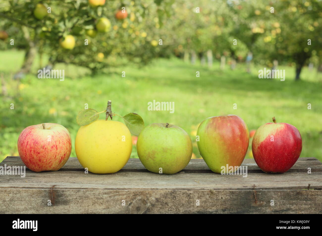 Britische Apfelsorten auf einer Kiste in einem englischen Orchard (L-R: Malus Domestica Jagd Haus, Greensleeves, Edward VII, Helmsley Markt, Saturn). Stockfoto