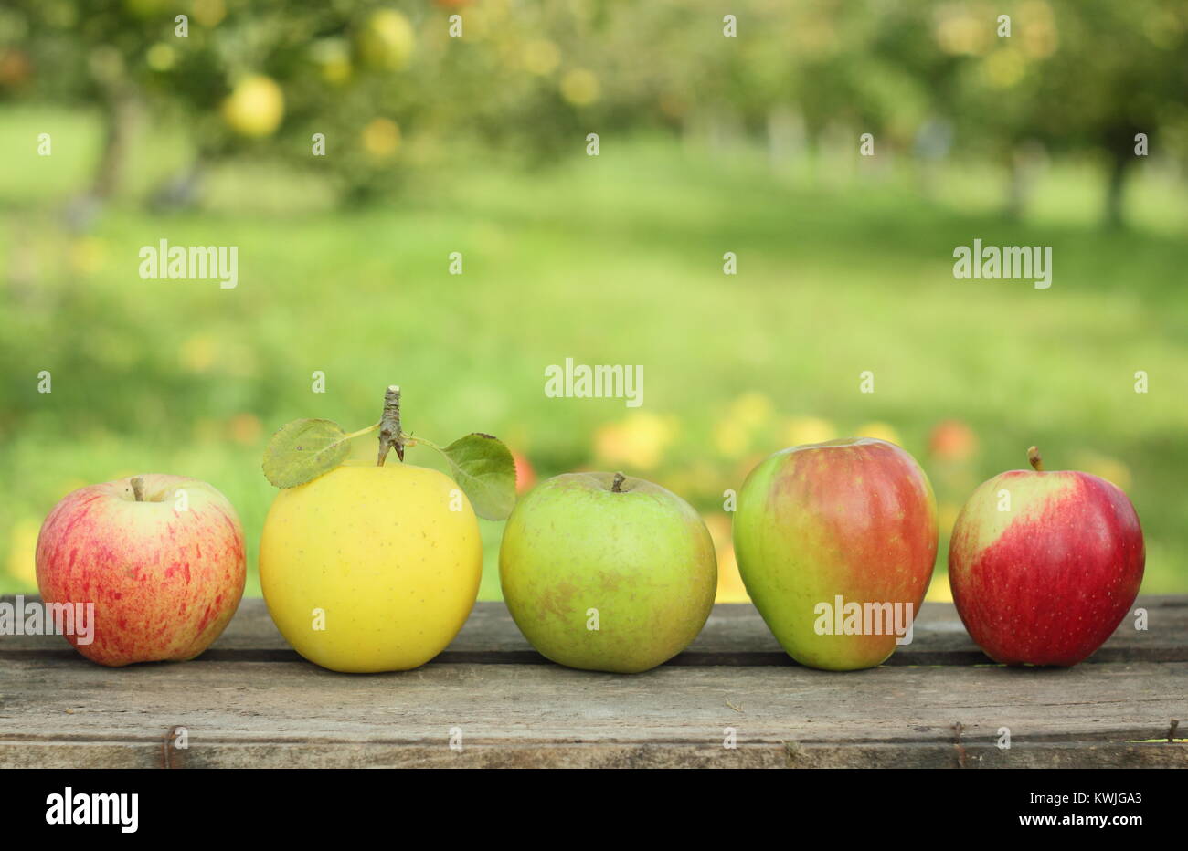 Britische Apfelsorten auf einer Kiste in einem englischen Orchard (L-R: Malus Domestica Jagd Haus, Greensleeves, Edward VII, Helmsley Markt, Saturn). Stockfoto