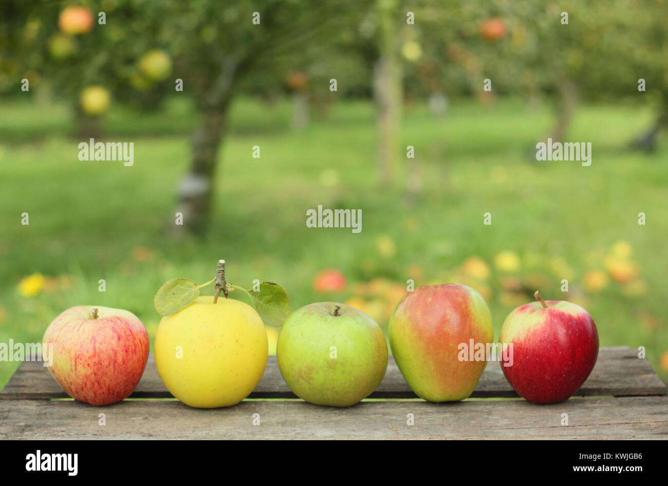 Britische Apfelsorten auf einer Kiste in einem englischen Orchard (L-R: Malus Domestica Jagd Haus, Greensleeves, Edward VII, Helmsley Markt, Saturn). Stockfoto