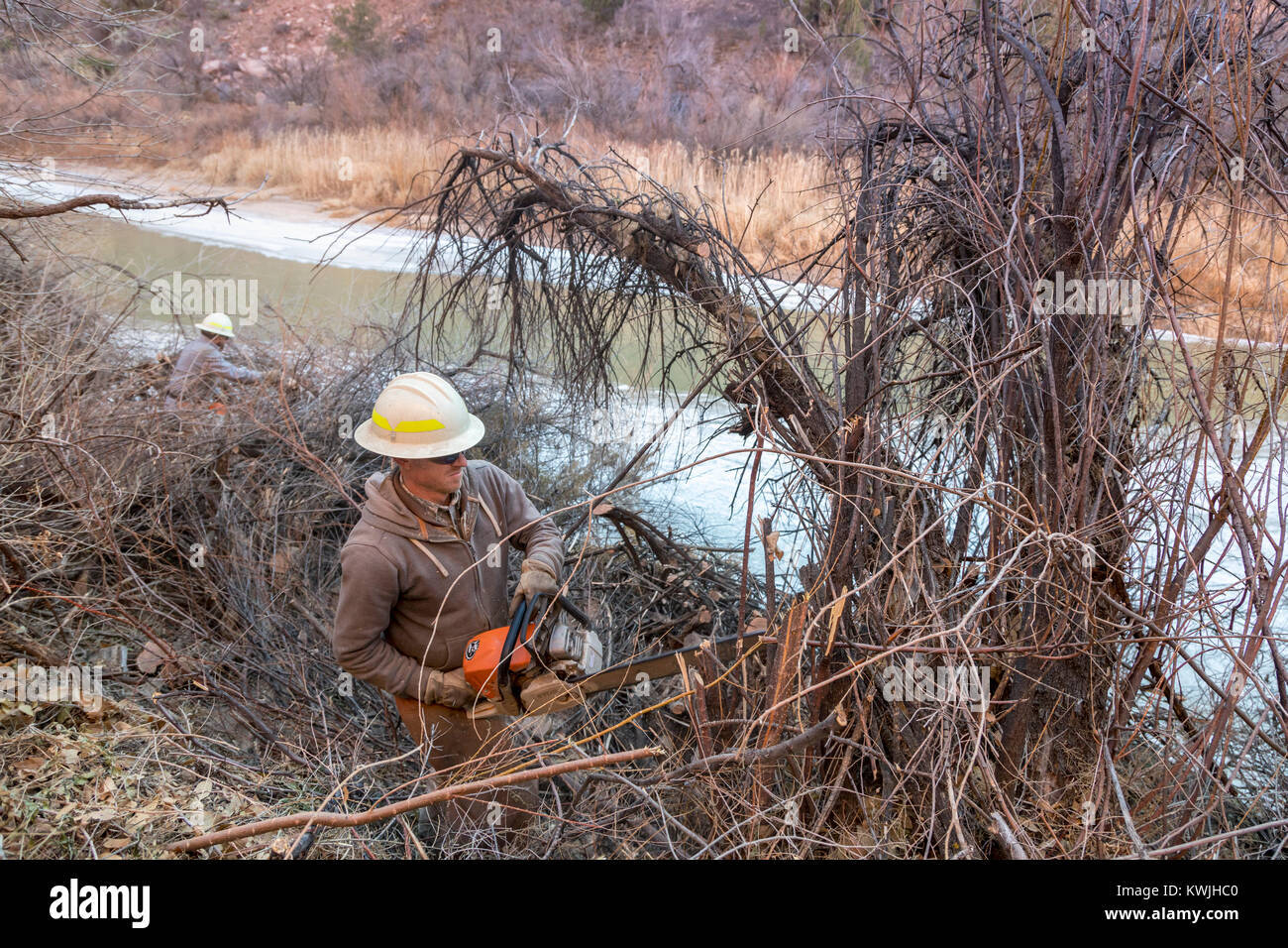 Gateway, Colorado - Arbeiter für das Büro des Land-Managements invasive tamarisken von den Ufern der Dolores River entfernen. Tamarisken sind ein großes Pro Stockfoto