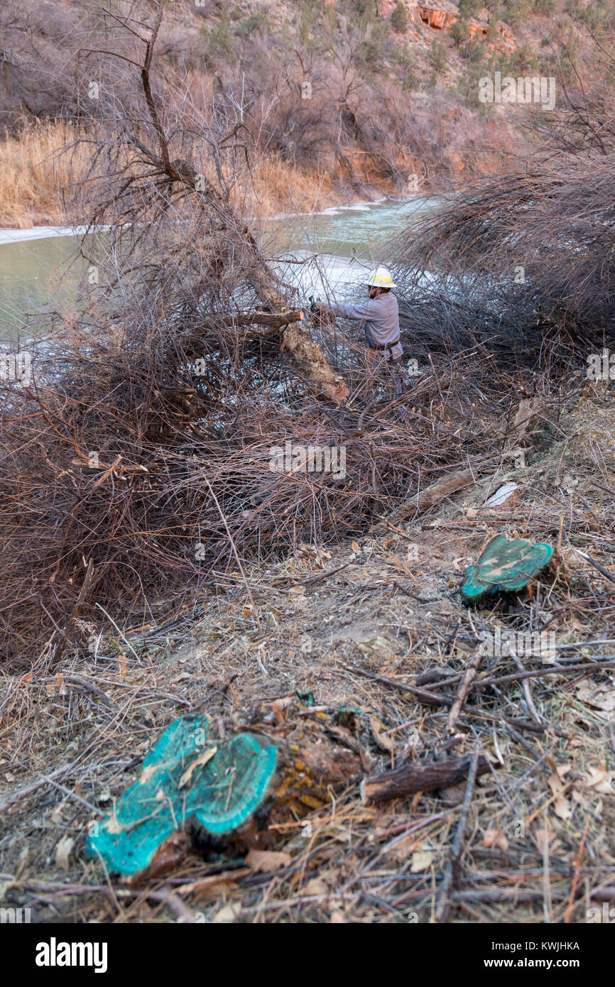Gateway, Colorado - Arbeiter für das Büro des Land-Managements invasive tamarisken von den Ufern der Dolores River entfernen. Stümpfe sind mit h behandelt Stockfoto