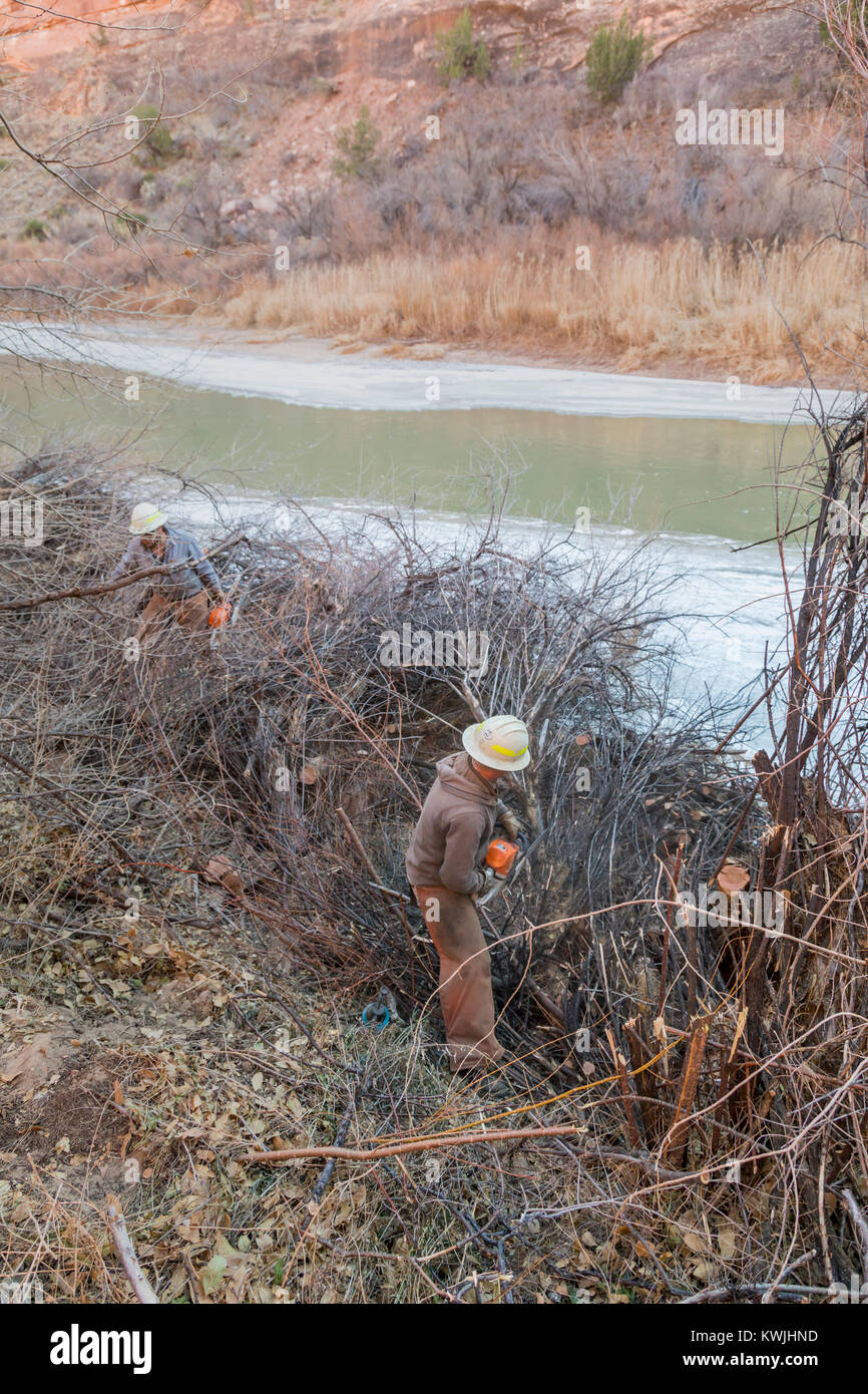 Gateway, Colorado - Arbeiter für das Büro des Land-Managements invasive tamarisken von den Ufern der Dolores River entfernen. Tamarisken sind ein großes Pro Stockfoto