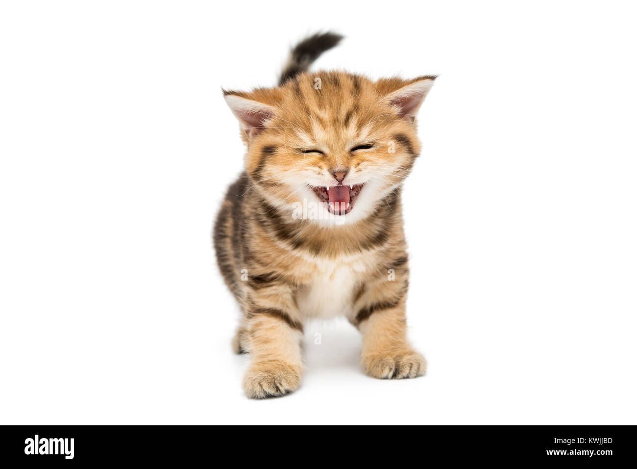 Kleine gestreifte Katze Rasse British Marmor, isoliert auf weiss Stockfoto