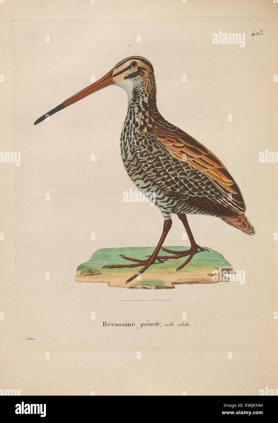Diese handkolorierte Platte aus „Nouveau recueil de planches coloriées d’oiseaux“ zeigt eine detaillierte Vogelillustration in einer naturalistischen Komposition, die typisch für die Vogelkunst des 19. Jahrhunderts ist. Stockfoto