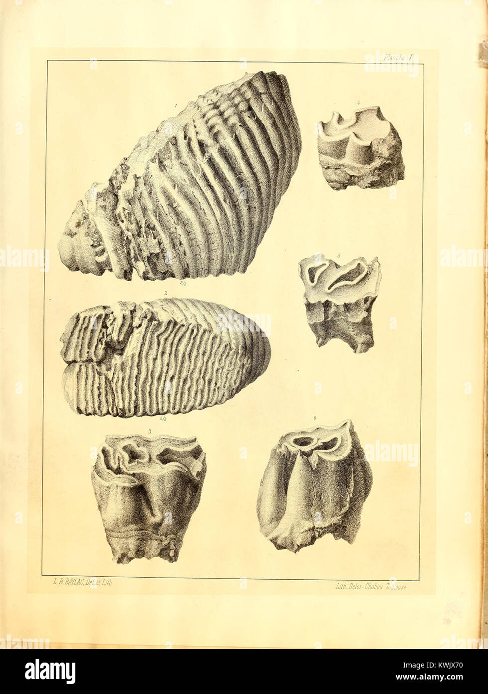 Untersuchung der quartären Ablagerungen in Clermont (bei Toulouse), die fossile Fauna und prähistorische menschliche Besiedlung in der Region während des Pleistozäns beschreiben. Stockfoto