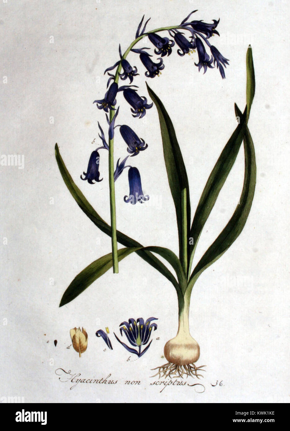 Diese botanische Illustration von Hyacinthus non-scriptus, die in „Flora Batava“ Band 1 dargestellt wird, zeigt detaillierte Darstellungen dieser Art, die zu botanischem Wissen im 19. Jahrhundert beitragen. Stockfoto