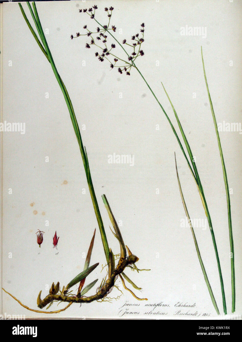 Juncus acutiflorus-Flora Batava - Band v 13. Stockfoto